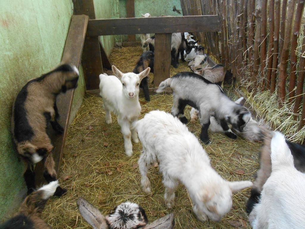 Agriturismo Fiorendo بينيرولو المظهر الخارجي الصورة