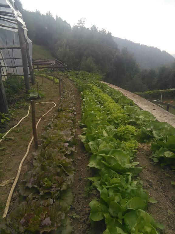 Agriturismo Fiorendo بينيرولو المظهر الخارجي الصورة